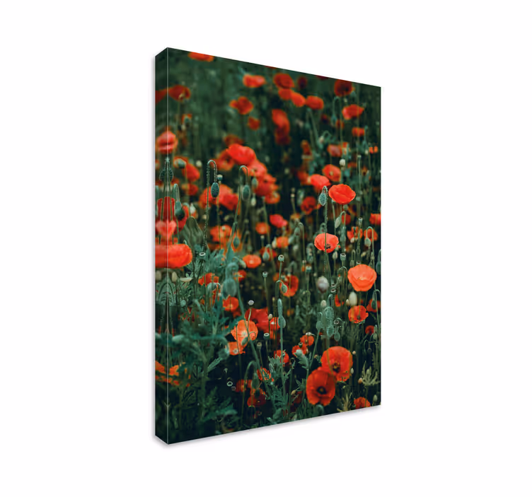 Valmue og små hvide blomster lærred - TenStickers