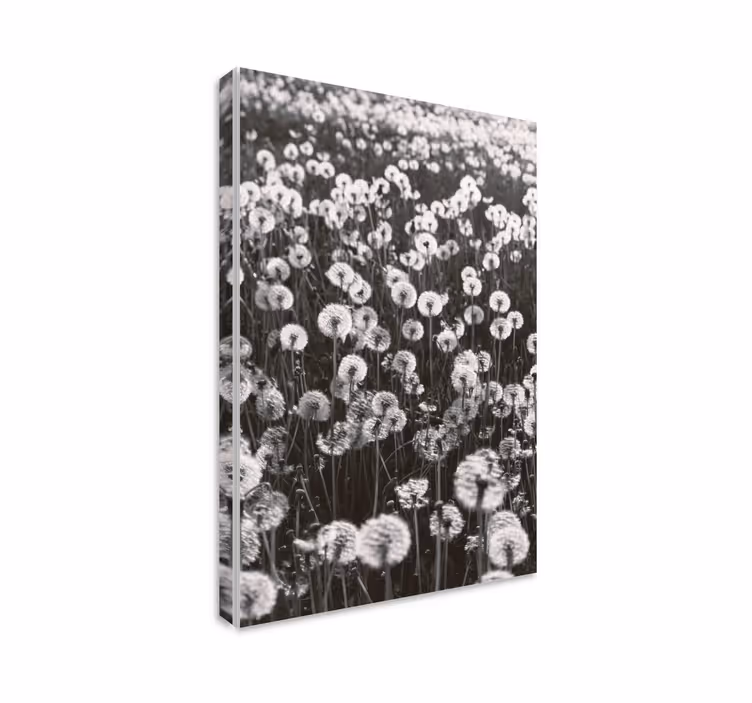 Blomster og planter lærredsbillede dainty dandelion - TenStickers