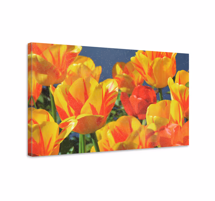 Blomster og planter lærredsbillede med farverige tulipaner - TenStickers