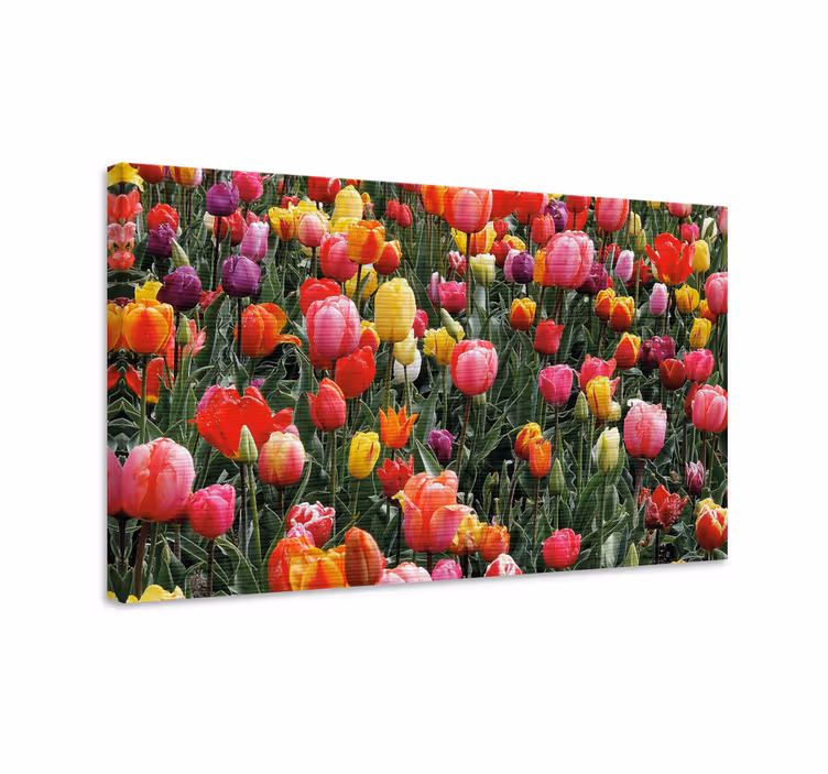 Blomster og planter lærredsbillede farverige tulipaner - TenStickers
