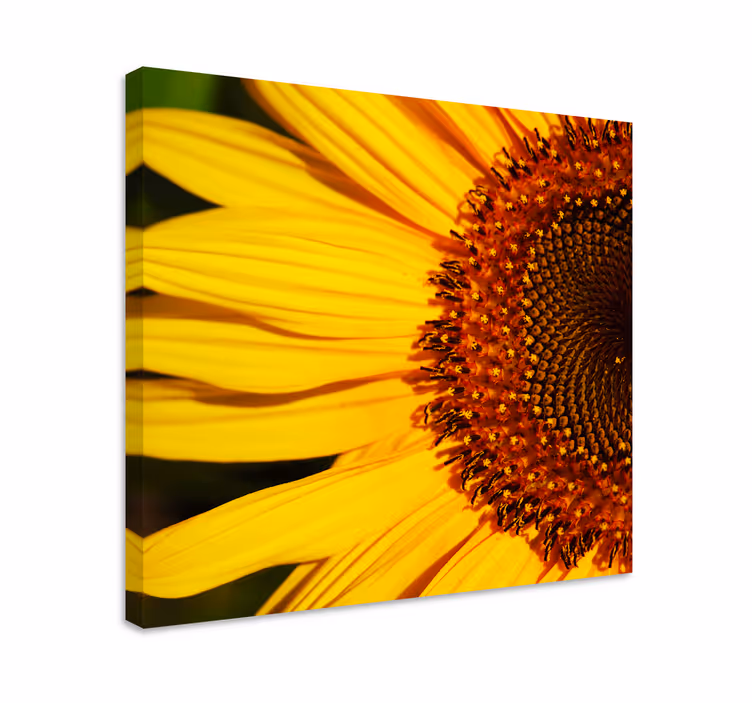 Detaljer om solsikkeblade blomster og planter lærredsbillede - TenStickers