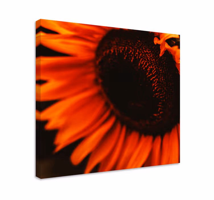 Strålende solsikkeblomst blomster og planter lærredsbillede - TenStickers