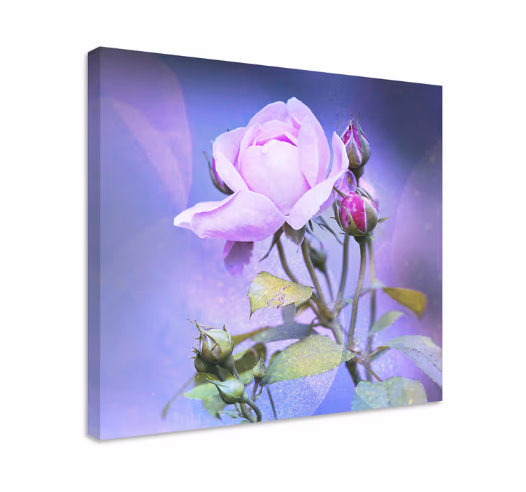 Blomster og planter lærredsbillede pink blomstrende rose - TenStickers