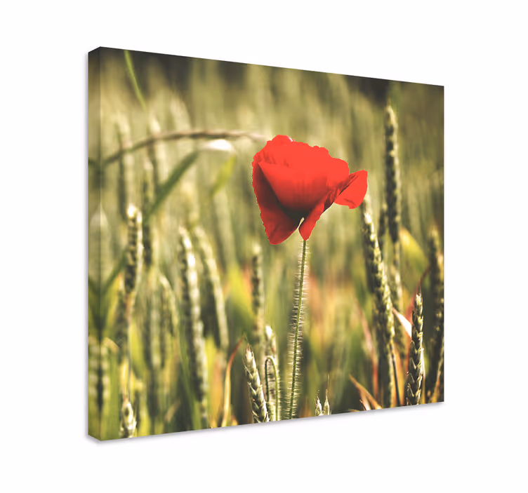 Enkelt valmue med hvedeblomstærred - TenStickers