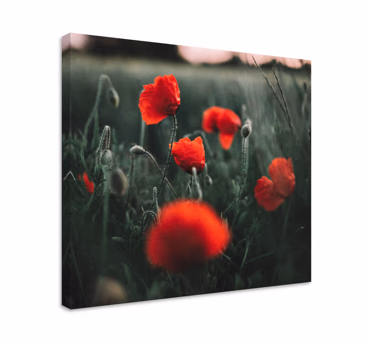 Blomster og planter lærredsbillede levende valmueblomster - TenStickers