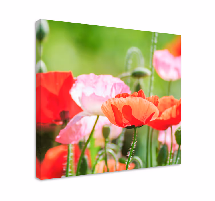 Blomster og planter lærredsbillede farverigt valmuekluster - TenStickers