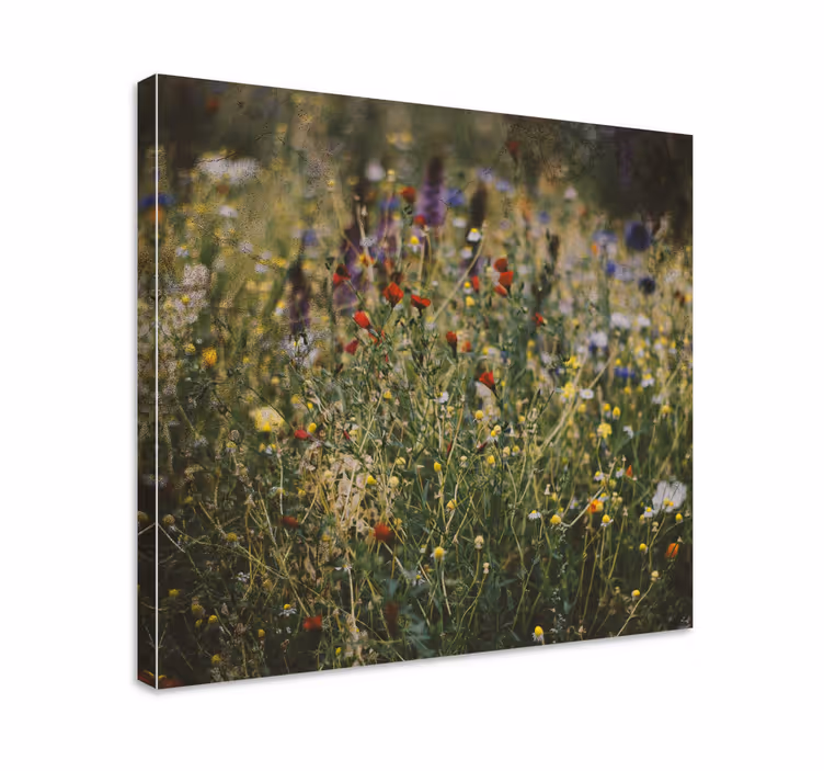 Blomster og planter lærredsbillede vildblomstereng - TenStickers