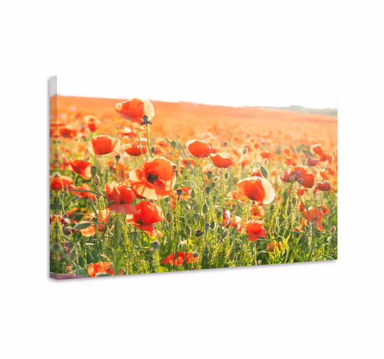 Røde valmuer på et solrigt feltblomstlærred - TenStickers