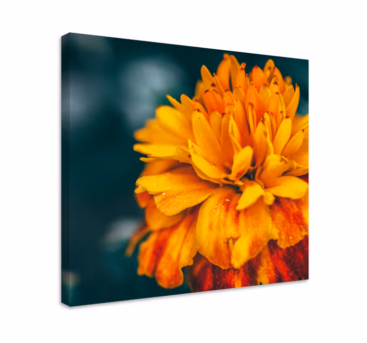 Blomstret lærredsbillede med livlige orange blomster - TenStickers