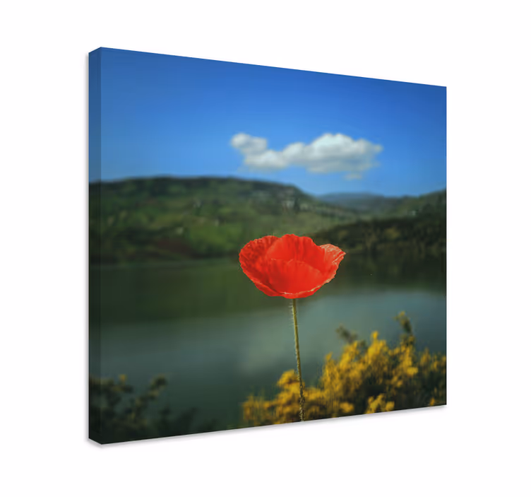 Blomster og planter lærredsbillede rød valmueblomst - TenStickers