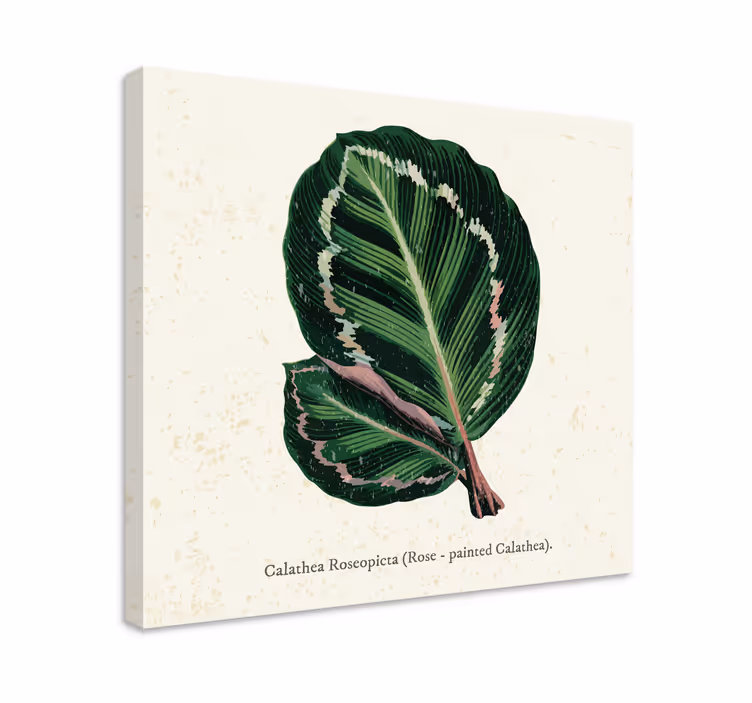 Calathea blad illustration plante lærredsbillede - TenStickers
