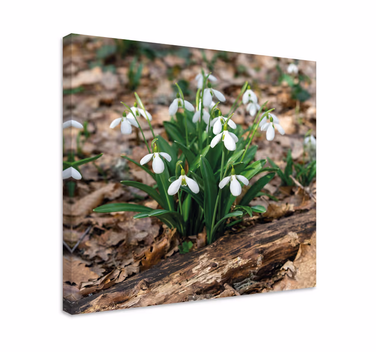 Vintergækker skov landskab blomst lærred - TenStickers