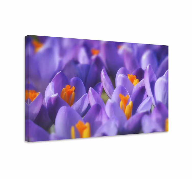 Lilla og orange krokusblomst blomsterlærred - TenStickers