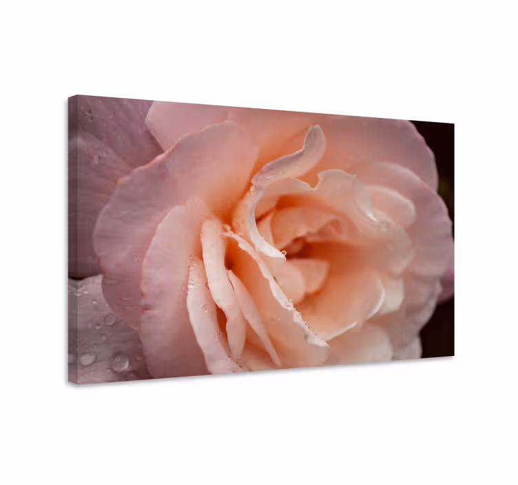 Blomster og planter lærredsbillede delikat rosenblomst - TenStickers