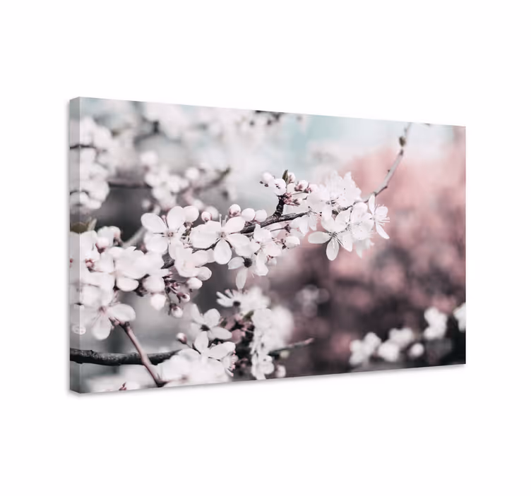 Hvid kirsebærblomst blomster og planter lærredsbillede - TenStickers