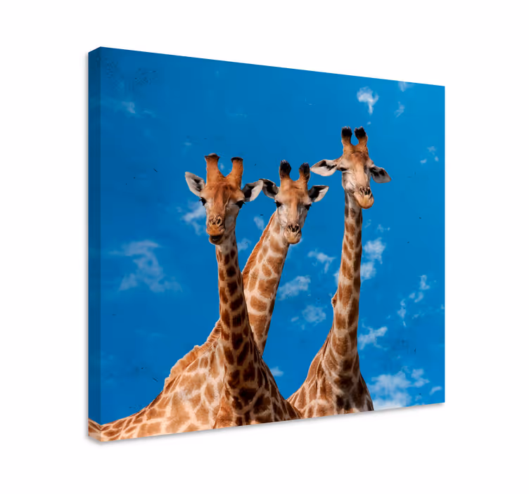 Giraffer trio portræt dyre billeder på lærred - TenStickers