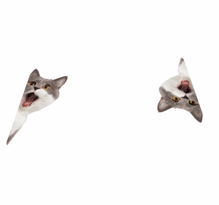 Vinyltæpper med dyr kat der spionerer på hvid baggrund - TenStickers