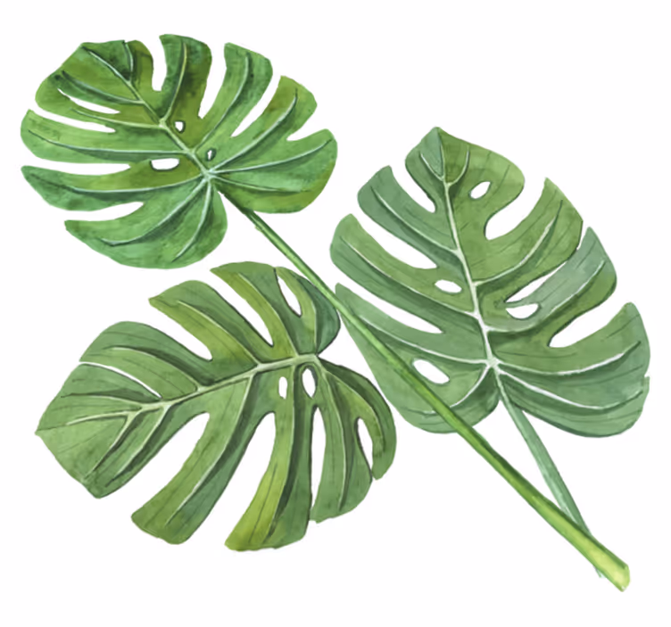 Blomster og planter vinyltæppe monstera akvarelblade - TenStickers