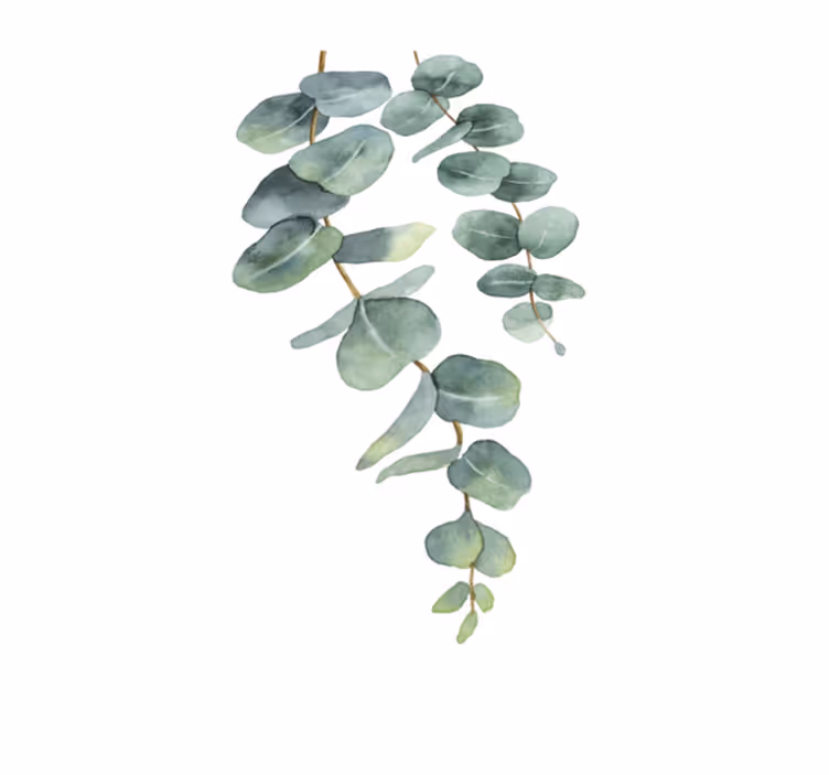 Blomster og planter vinyltæppe eukalyptusgrene - TenStickers
