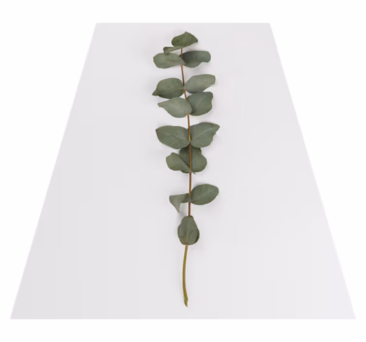 Blomster og planter vinyltæppe eukalyptusblade - TenStickers