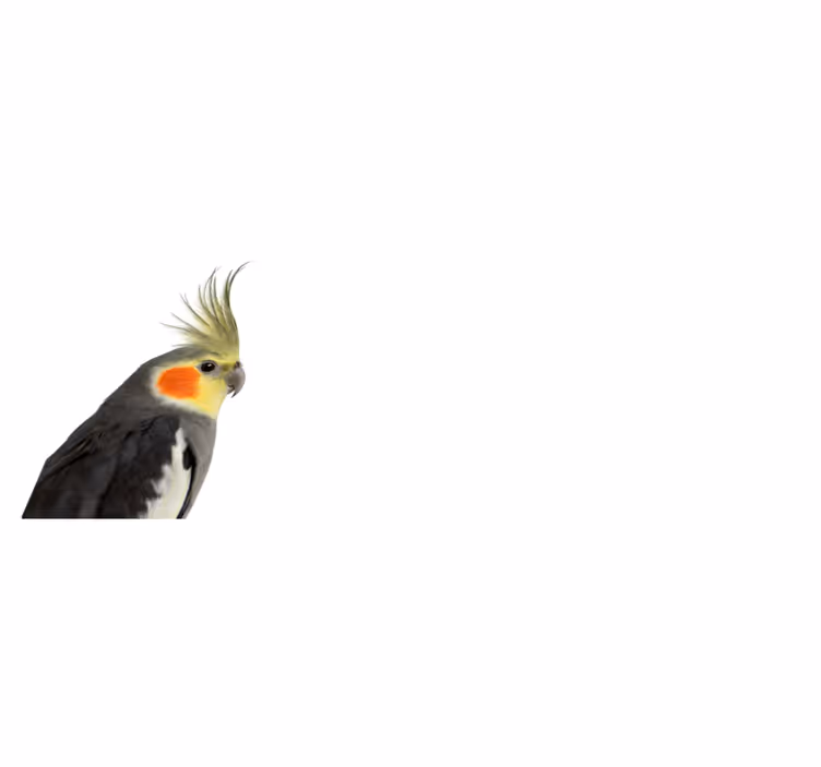 Kakadue papegøje dyretæppe - TenStickers
