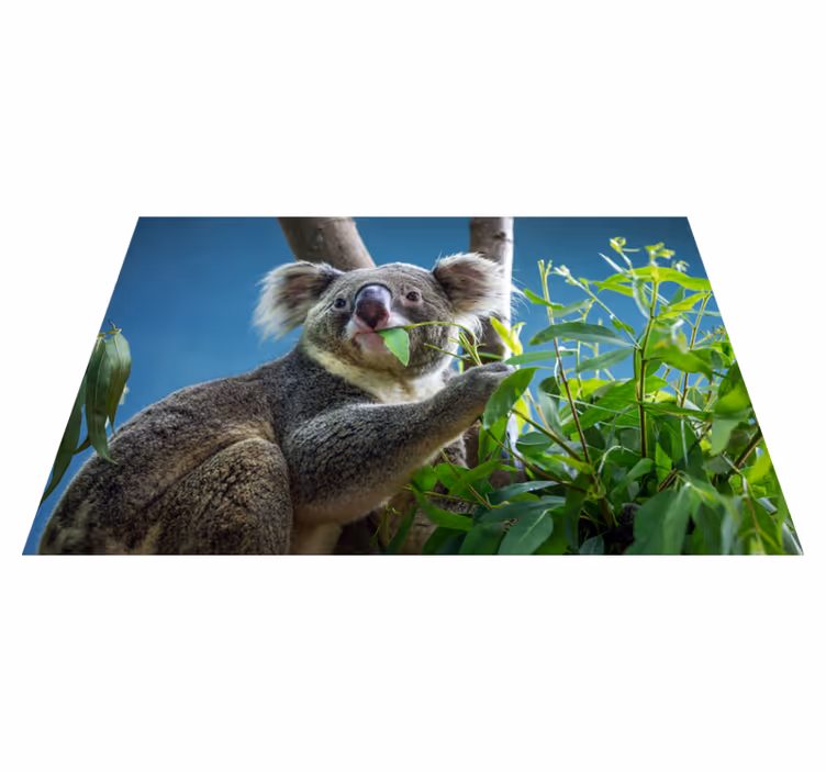 Koala i naturen vinyltæpper med dyr - TenStickers