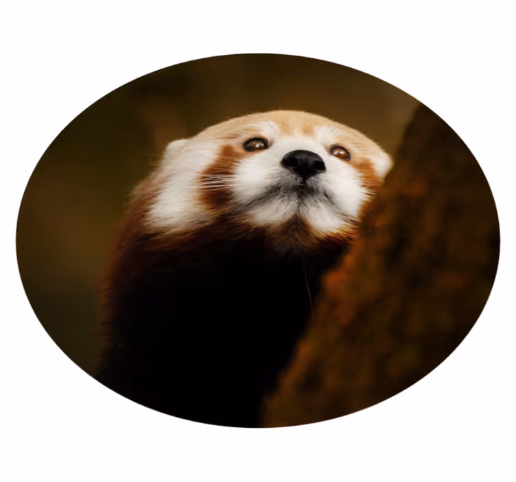 Dyr sød rød panda dyretæppe - TenStickers