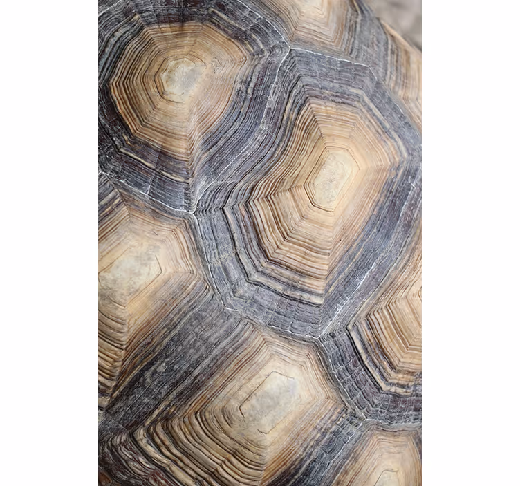 Turtle shell tapet i stuen - TenStickers