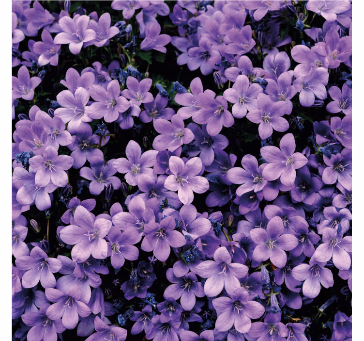 Blomster tapet vage lilla blomster - TenStickers