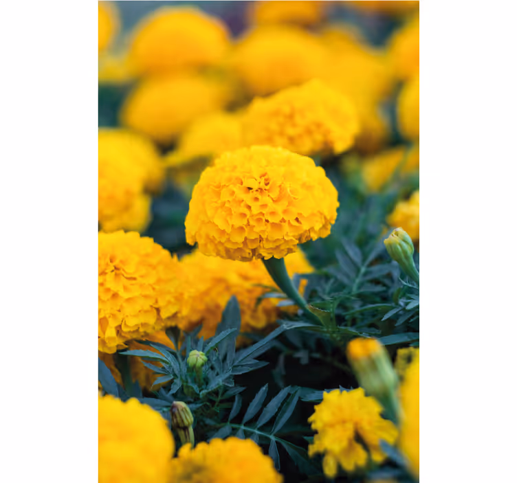 Blomster tapet gule morgenfruer - TenStickers