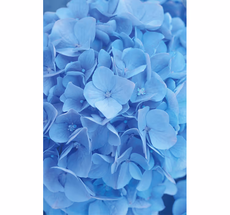 Blomster tapet hortensia blomster - TenStickers