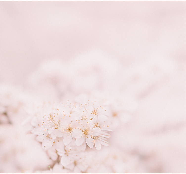 Sarte kirsebærblomster master bedroom rullegardin - TenStickers