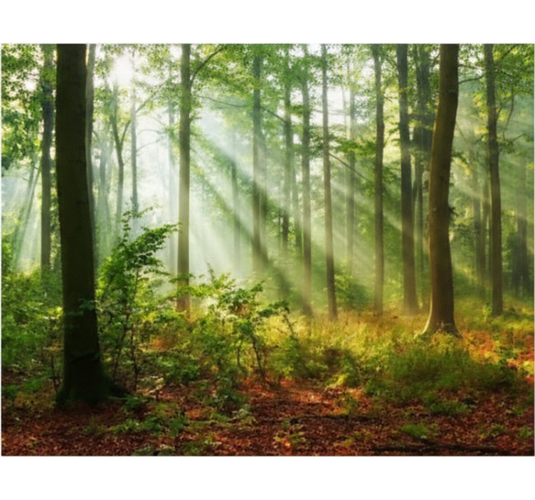 Rullegardin træ naturligt lys i skoven - TenStickers