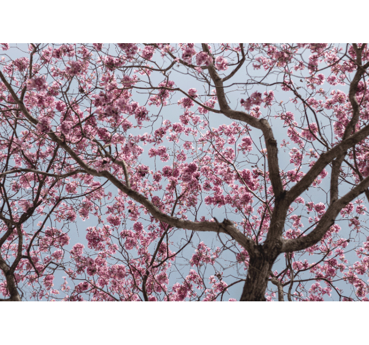 Rullegardin køkken smukke lyserøde kirsebærblomster - TenStickers