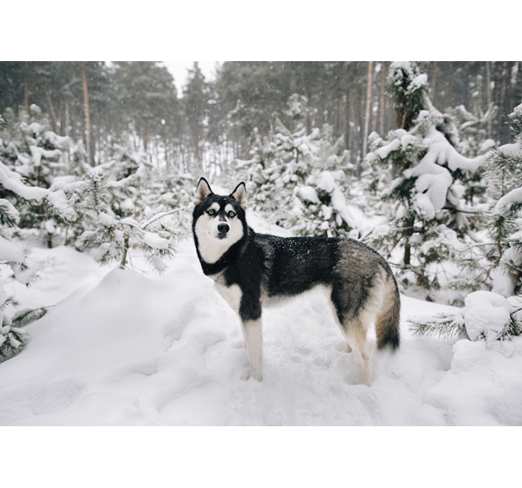 Hvid rullegardin vinter skov og husky hund - TenStickers