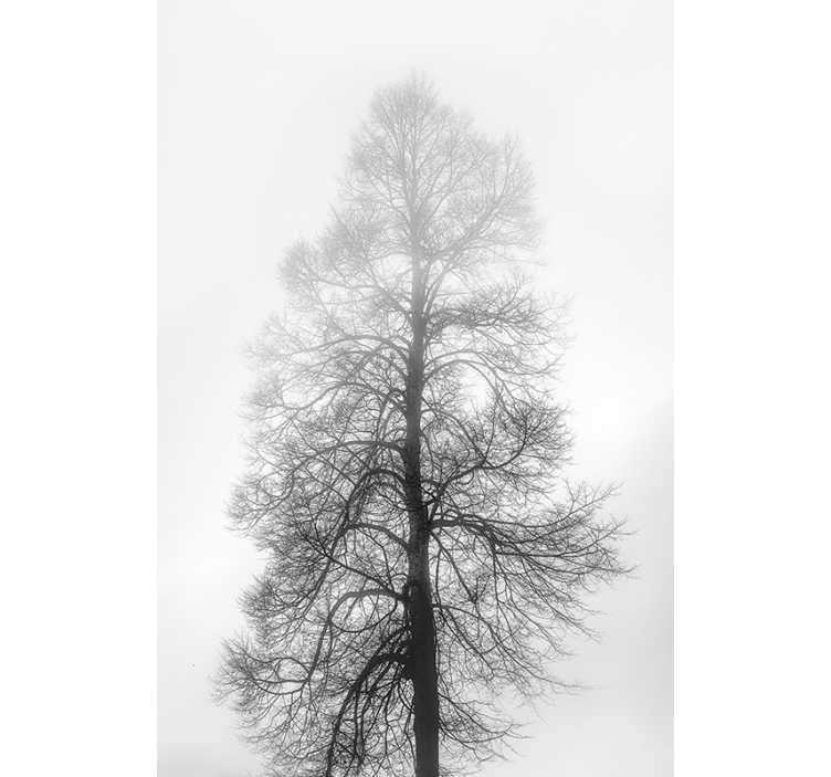 Gråskala trævindue rullgardin - TenStickers