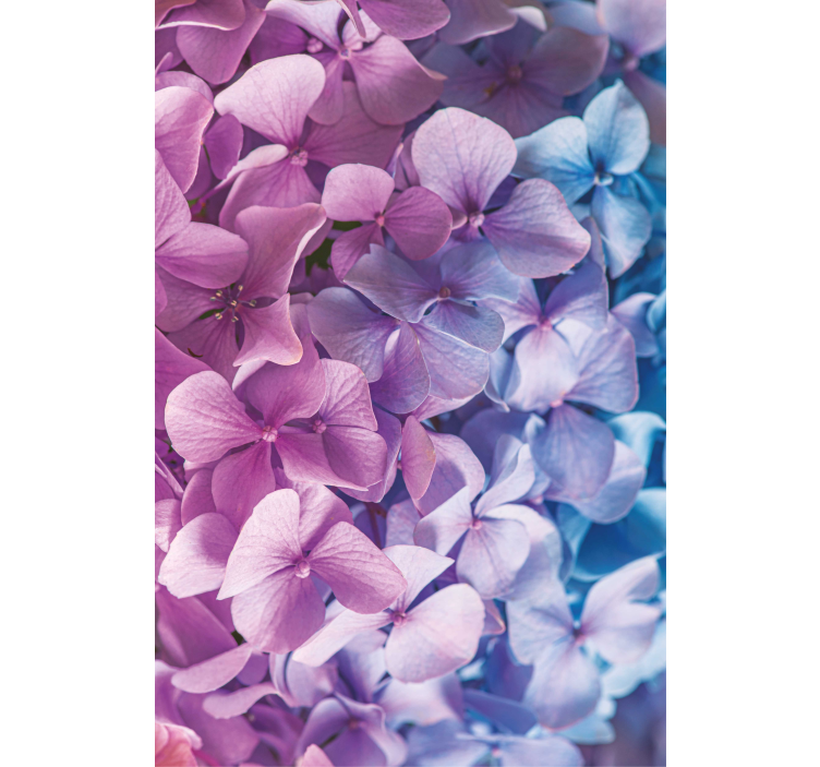 Mange forskellige hortensia blomster rullgardin - TenStickers