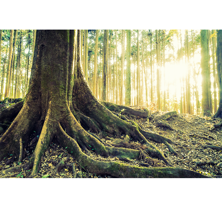 Majestætiske skovrødder rullegardin træ - TenStickers