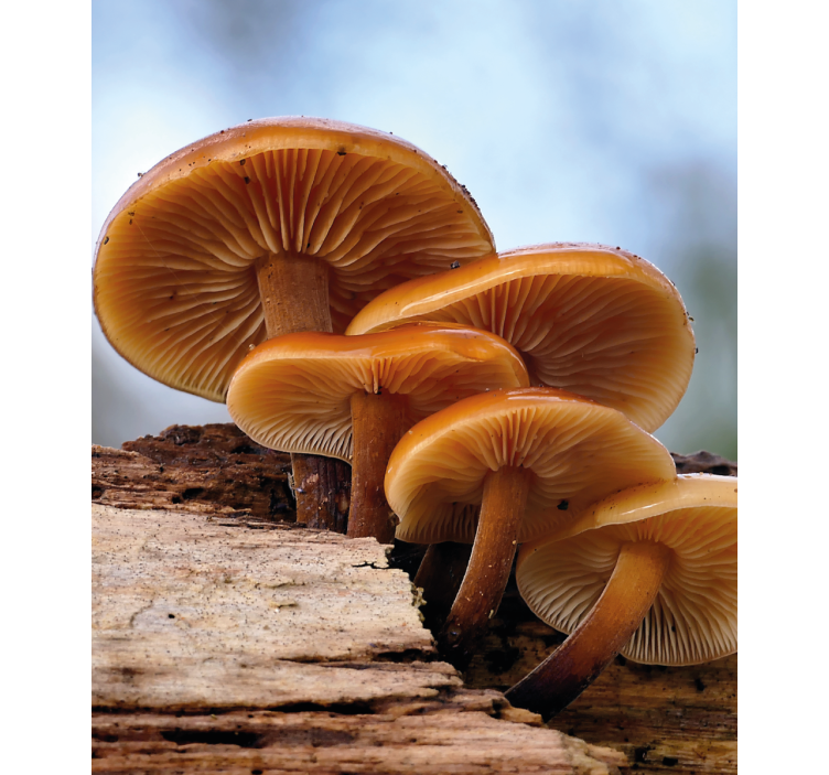 Svampevækst Blomster og planter på rullegardin - TenStickers