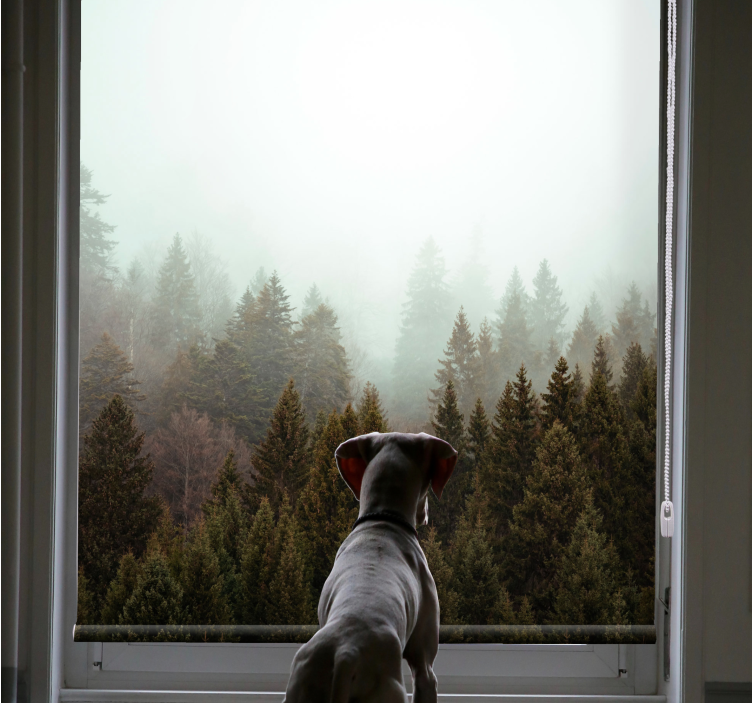 Nåleskov og tågestue rullgardin - TenStickers