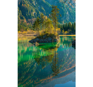 Reflekteret træ natur Rullegardin - TenStickers