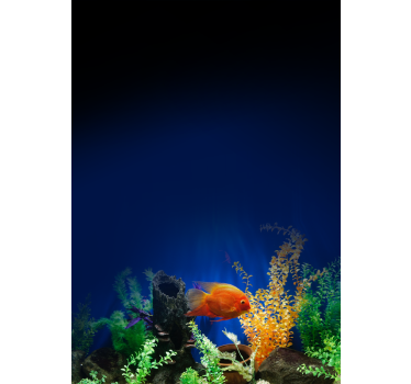Akvarium liv dyr rullgardin - TenStickers