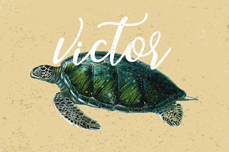 Havskildpadde med navn skildpadde dækkeservietter - TenStickers
