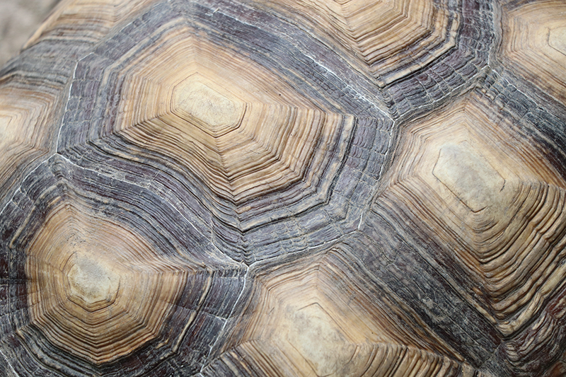 Skildpadde shell skildpadde dækkeservietter - TenStickers