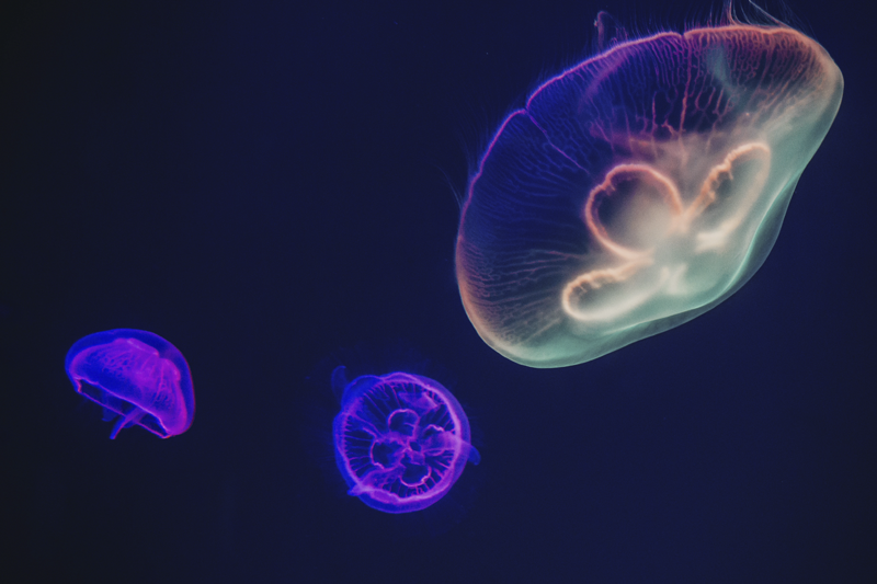 Flerfarvede vandmænd fisk dækkeservietter - TenStickers