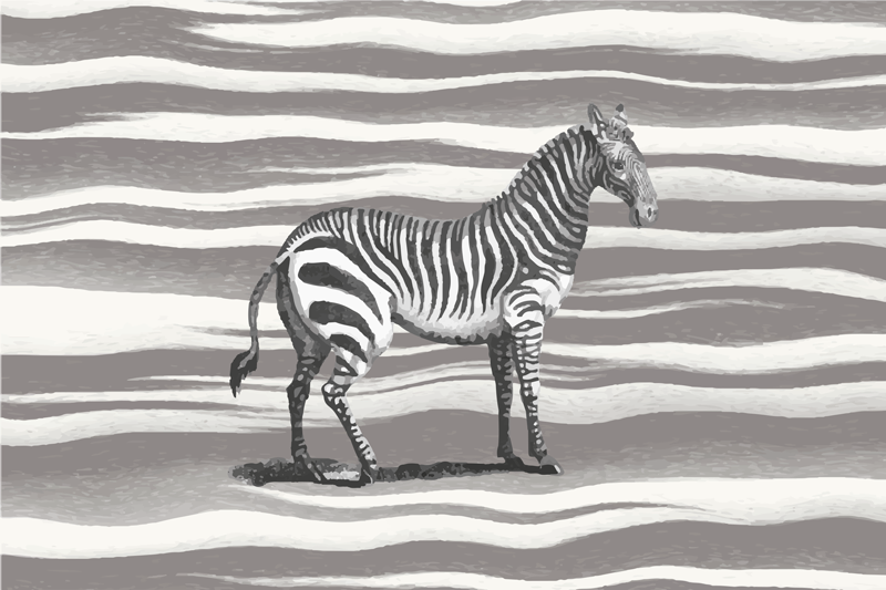 Vintage illustration motiv med zebra dækkeservietter - TenStickers