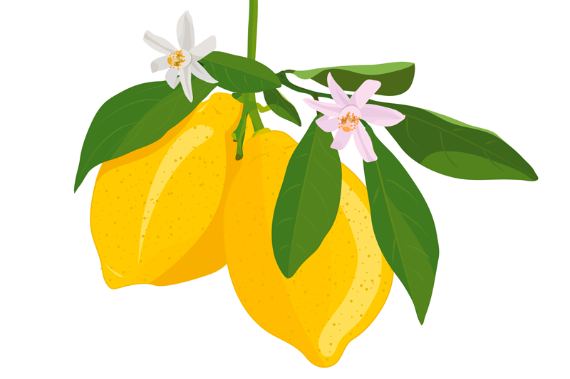 Original dækkeserviet med citrongren illustration - TenStickers