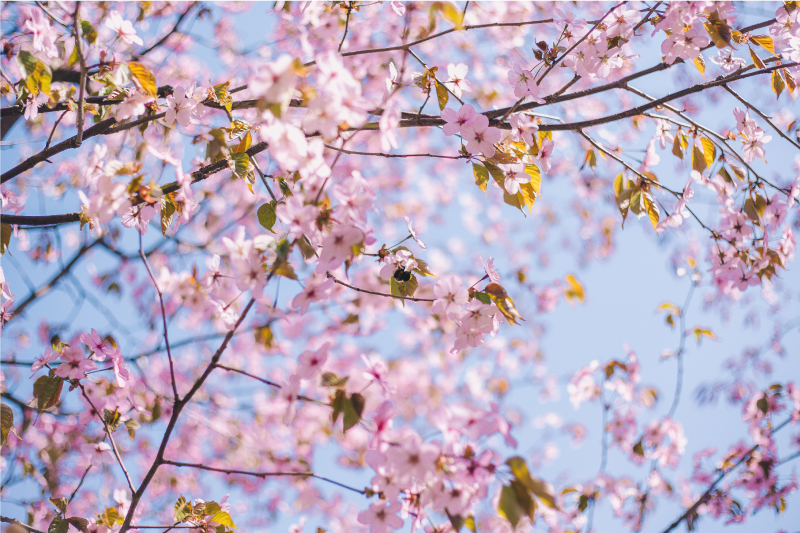 Dækkeserviet med blomstrende kirsebærblomst - TenStickers