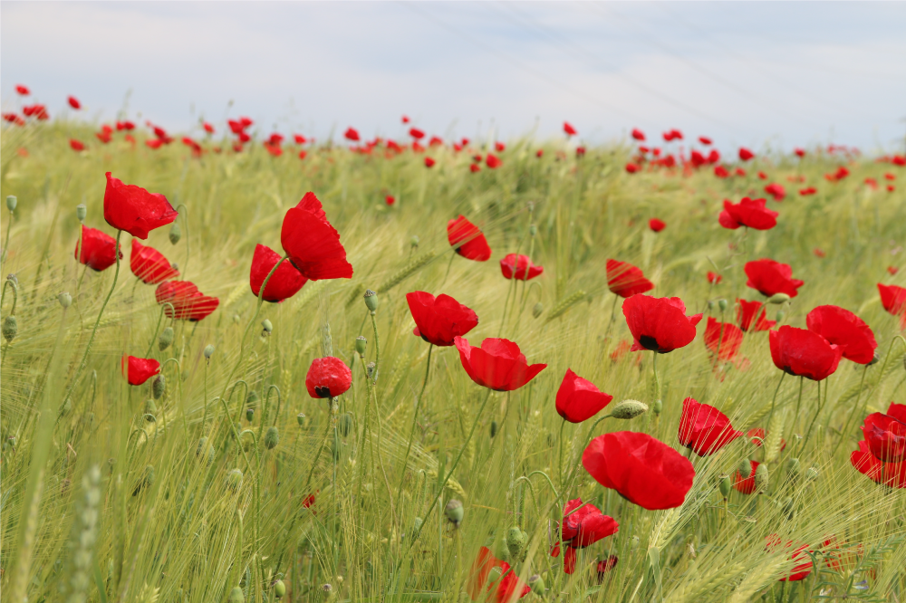 Original dækkeserviet poppy field - TenStickers