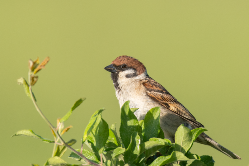 Spurv i træplader af vinyl - TenStickers